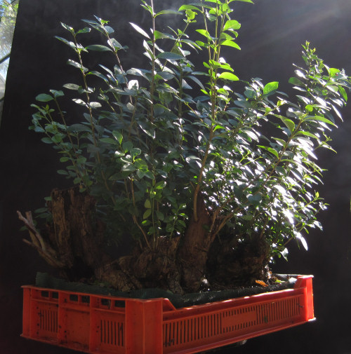 privet bonsai